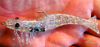 Картинка Силиконовая приманка креветка Shrimp, 9,5 см от интернет-магазина ХантингАрт Силиконовая приманка креветка Shrimp, 9,5 см купить в интернет-магазине ХантингАрт