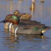 ЧИРОК - Stormfront™ Classic Green Winged Teal 6-шт купить в магазине Хантингарт
