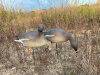 Гуменник гусь Elite 3D Greylag Goose, комплект 10 шт (8+2) мягкий пластик купить в интернет-магазине ХантингАрт