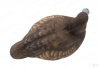 Комплект Avian-X Topflight Blue Bill из 6 полноразмерных чучел Морской чернети купить в магазине Хантингарт