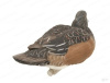 Комплект из 6 муляжей утки Европейская Свиязь GreenHead Gear Pro-Grade (4 утки/ 2 селезня) купить в магазине Хантингарт